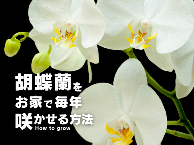 胡蝶蘭を咲かせる方法