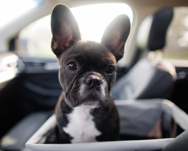 車に乗った黒い犬