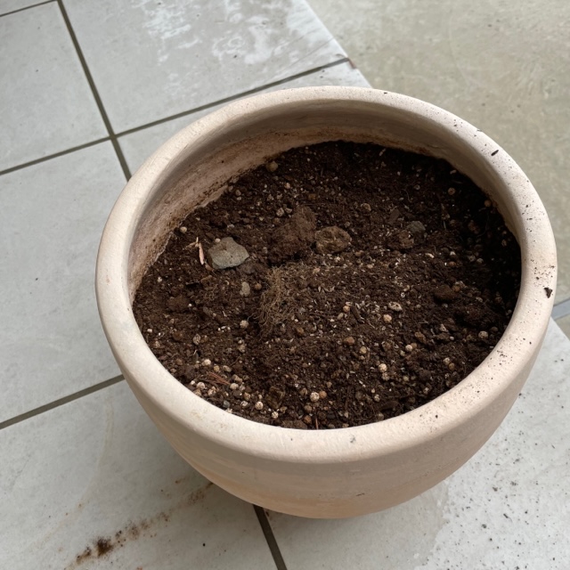 種を植えた鉢