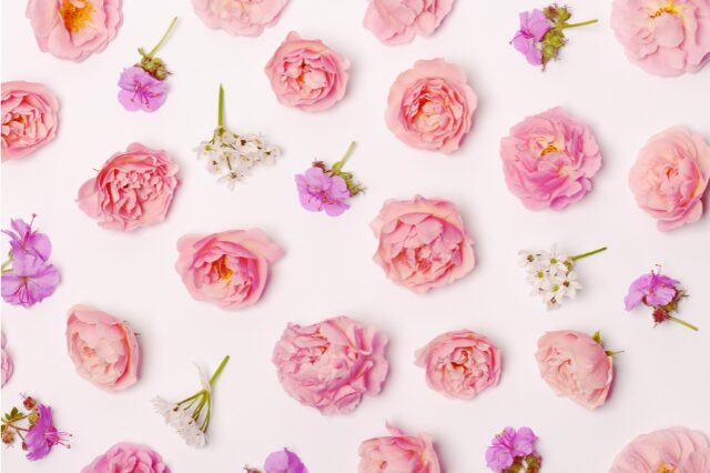 ピンクの色々な種類の花